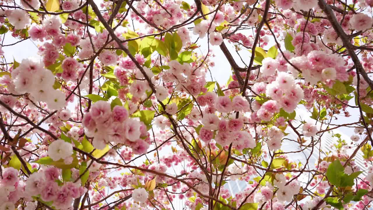 日本的樱花树点缀着粉红色的花朵。视频下载