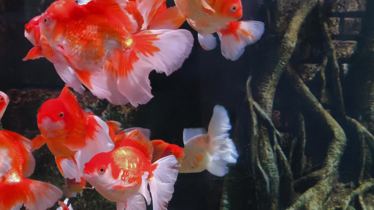 在水族馆里游泳的金鱼视频下载