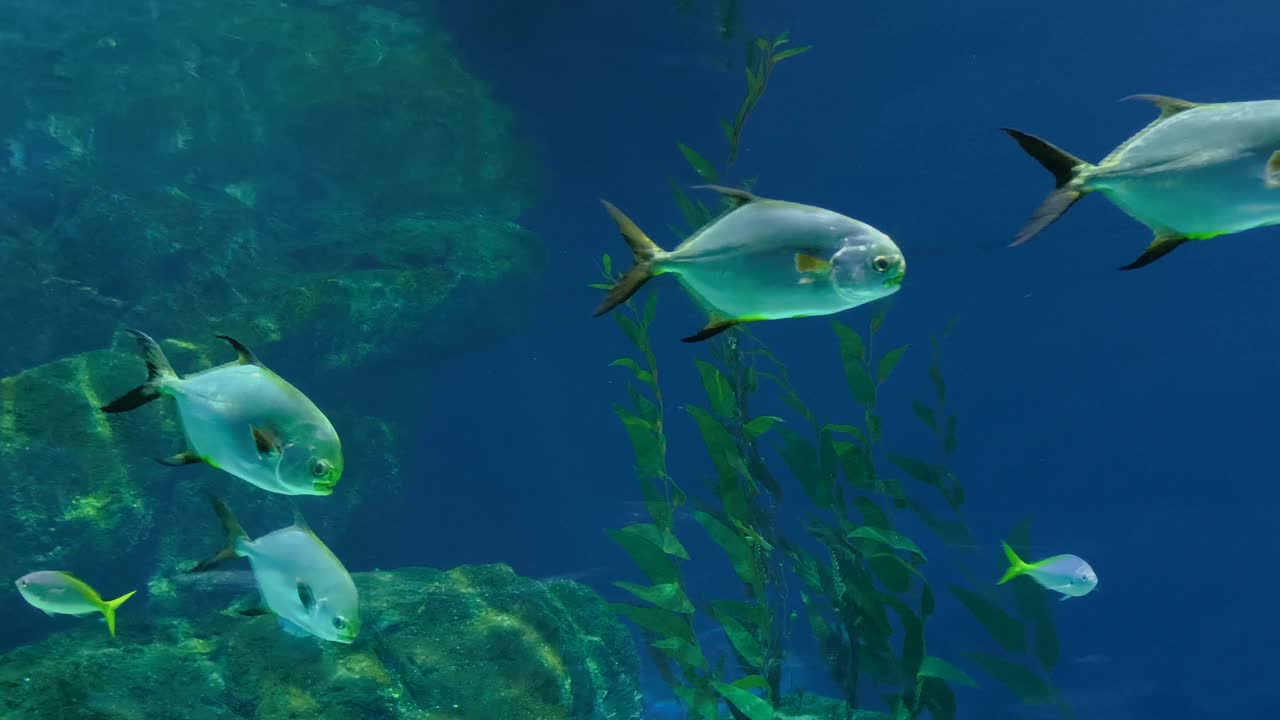 在海洋水族馆里游泳的斑点豹视频下载