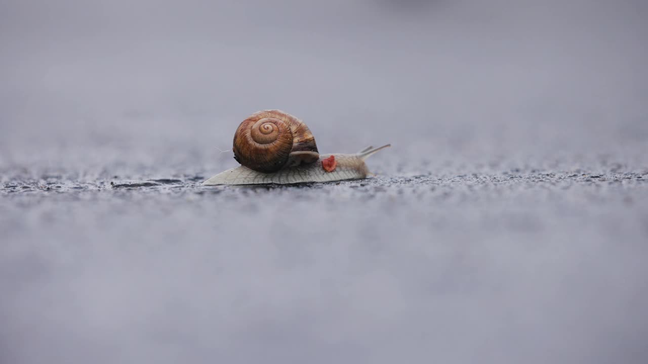 雨后蜗牛在潮湿的沥青上爬行视频下载