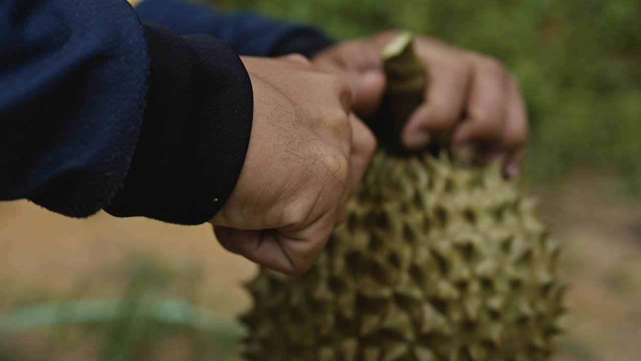 放开手去剥榴莲王的果实。在东南亚非常有名视频下载