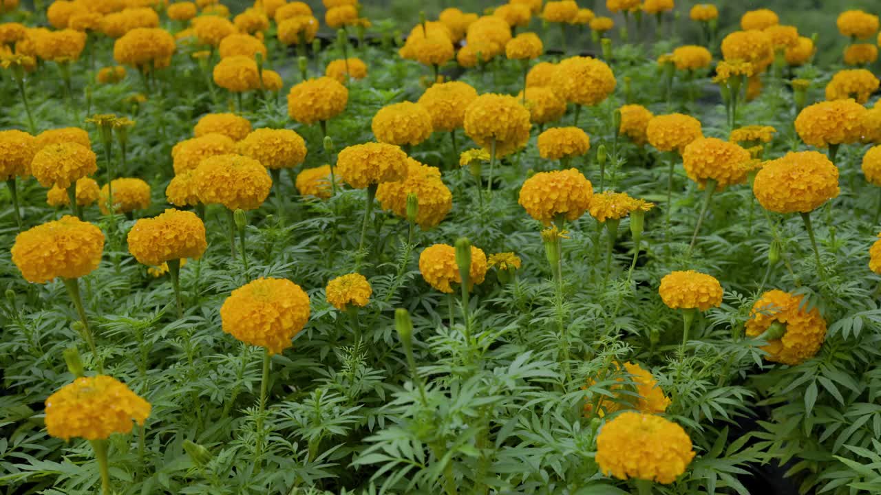 雨中的万寿菊。视频下载