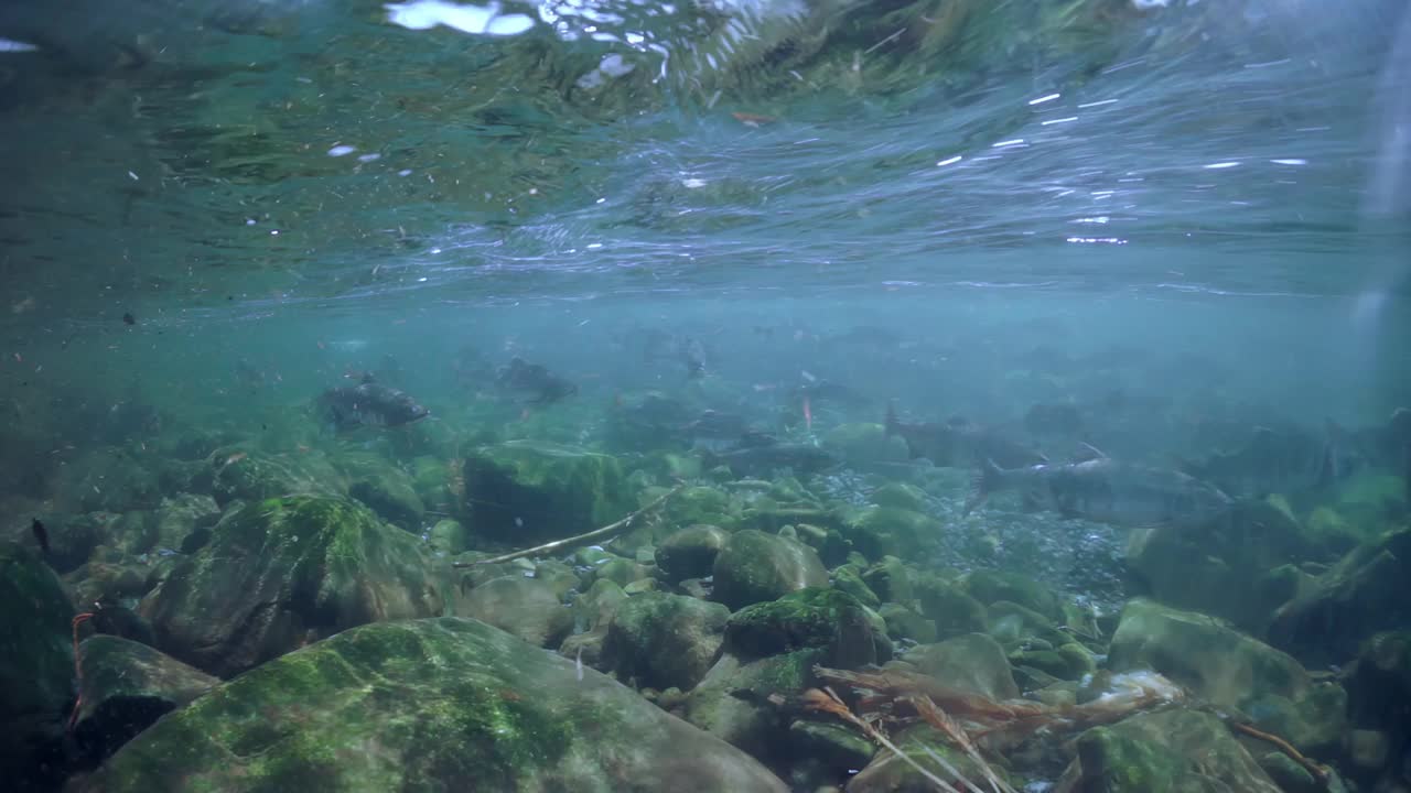 在黎明宁静的水域水下探索岩石海底视频素材