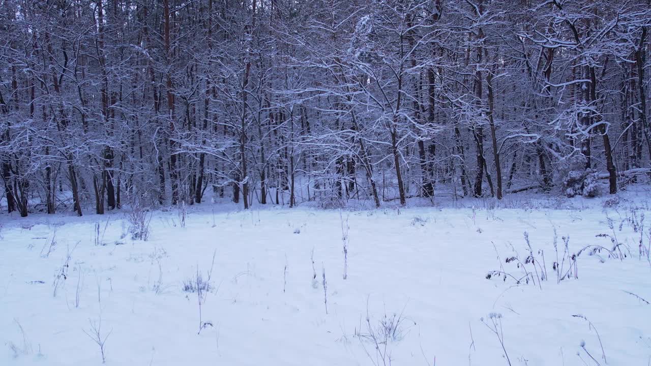 白雪覆盖着松树和冷杉树林。无人机鸟瞰图。圣诞节快到了。寒冷多霜的冬季自然背景。从上面看视频素材