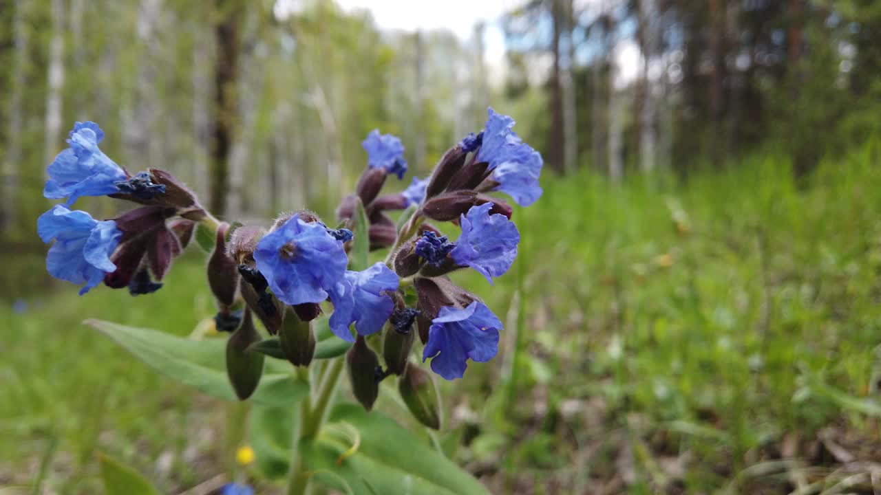 森林蓝肺草花(Pulmonaria mollis)，中草药。视频下载