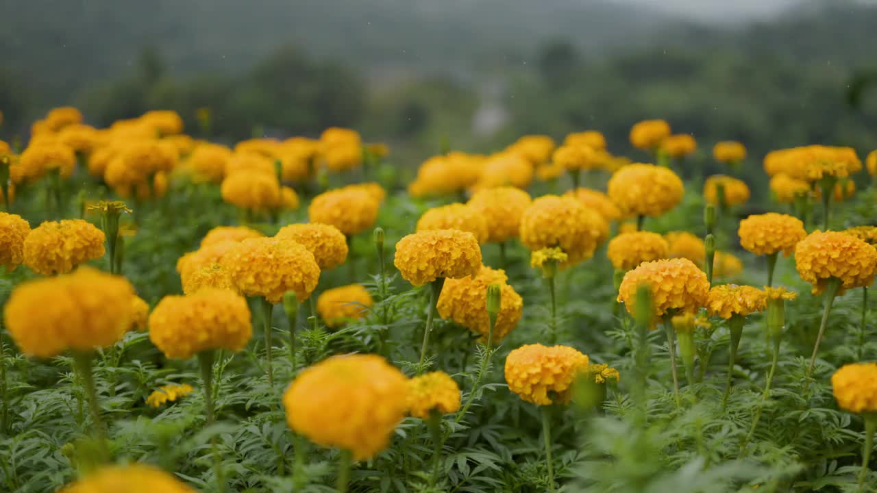 雨中的万寿菊。视频素材