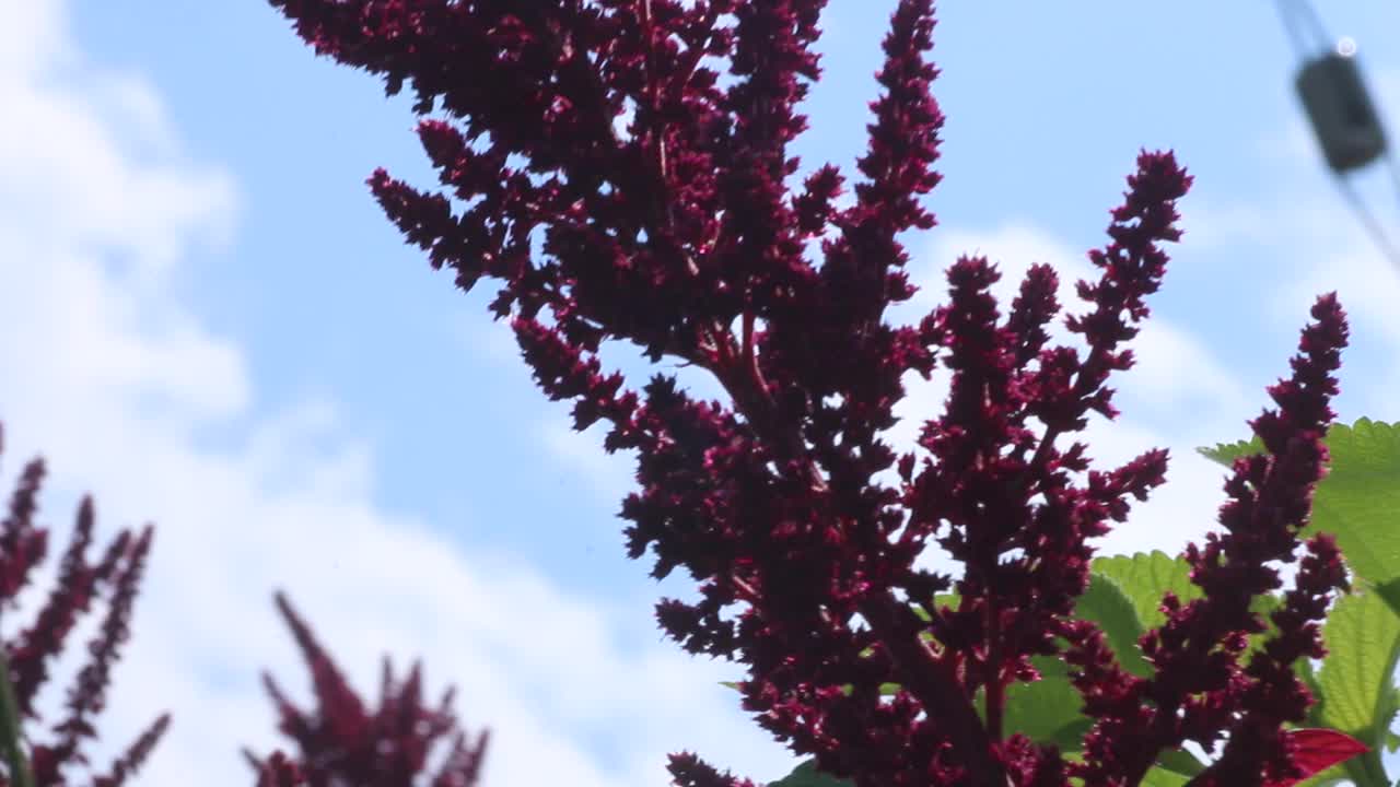 在红苋菜开花向上看视频下载