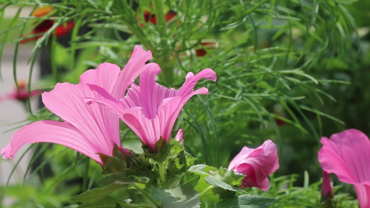 粉红色的蜀葵花视频下载