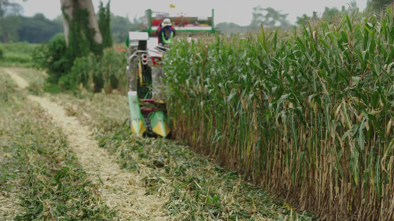 农民在玉米地里开车收割玉米，在阴天高效地收割玉米。视频下载