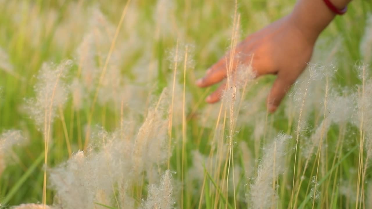 加尔各答附近湿地上美丽的无名花。选择性地关注草地和小路。视频下载