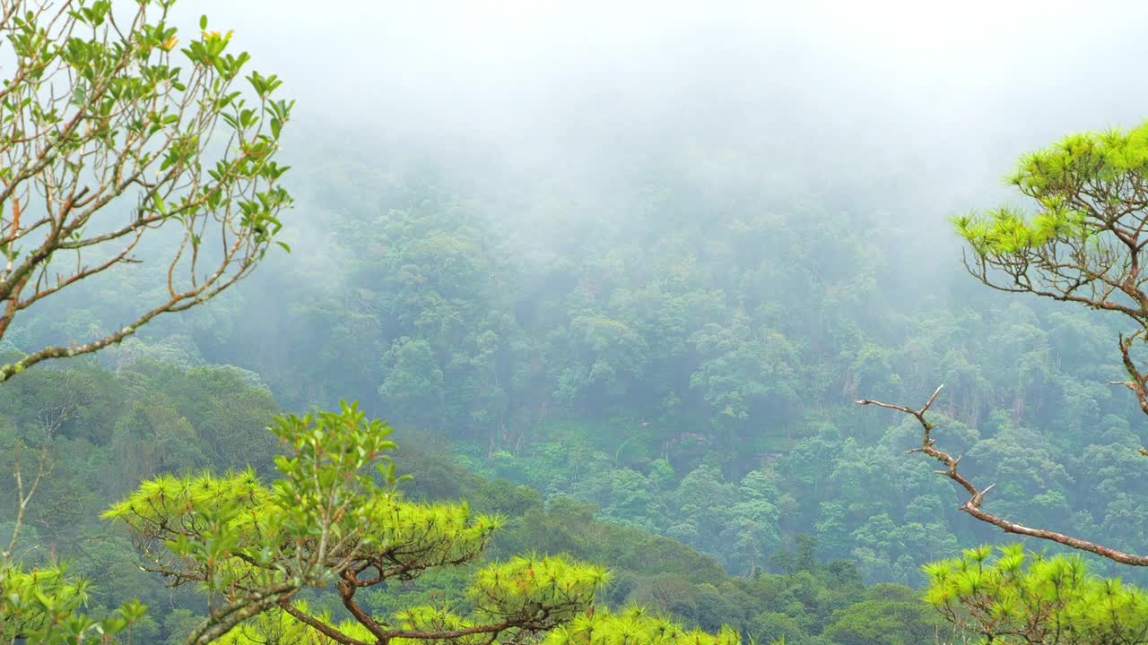 泰国富索岛国家公园，郁郁葱葱的绿色森林笼罩在薄雾中，薄雾轻轻地漂浮在山丘上。视频下载