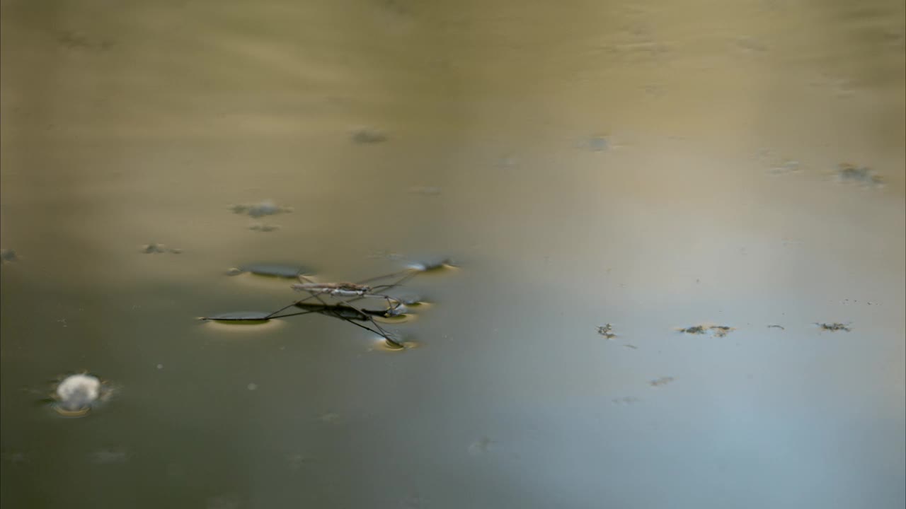 一只大的湖上滑冰船停在水面上视频下载