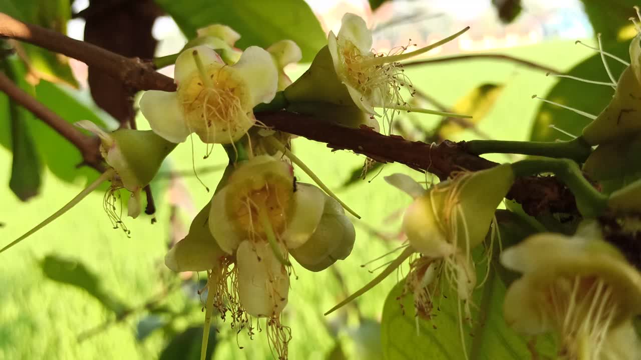 水杨花视频素材