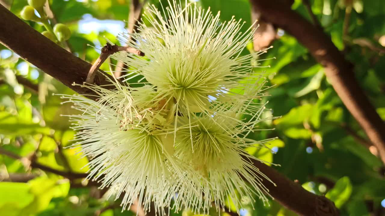 水杨花视频素材