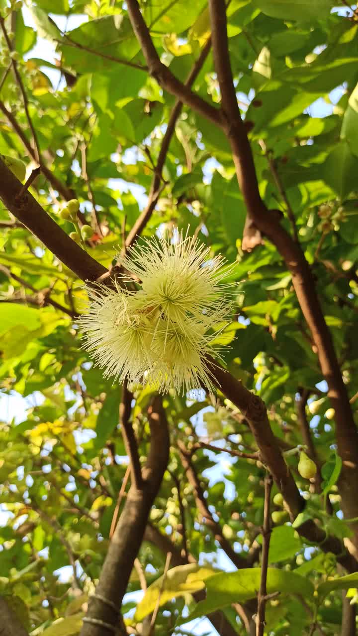 水杨花视频素材