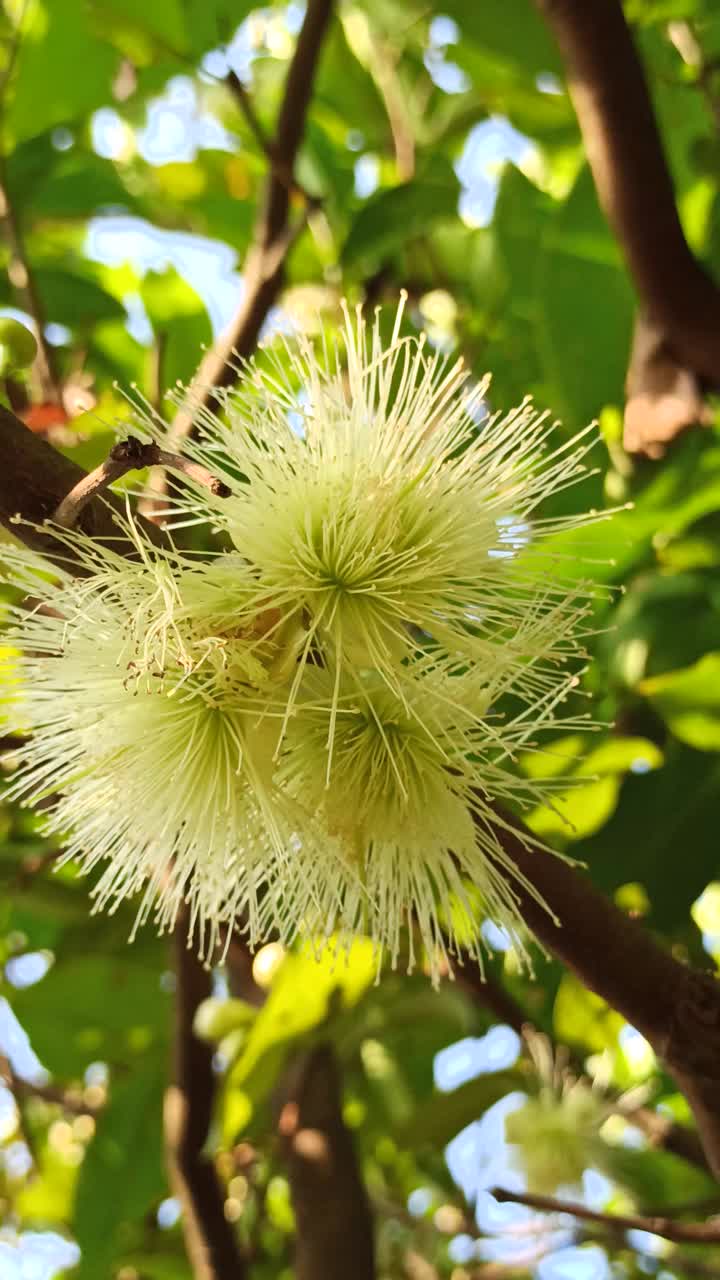 水杨花视频素材