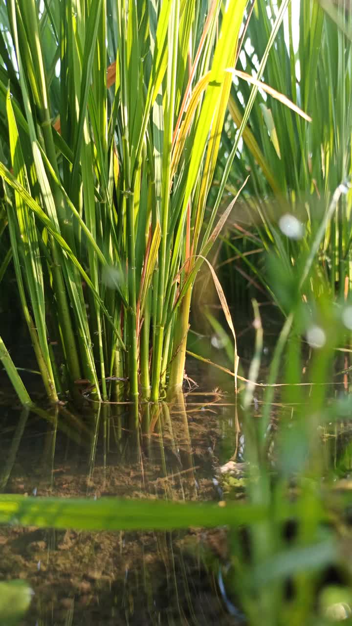 水稻农场视频素材