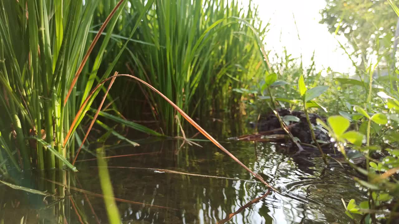 水稻农场视频素材