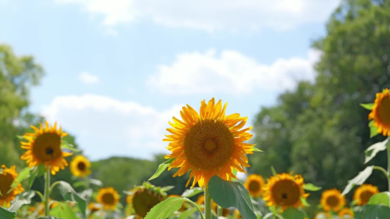 蓝天下的向日葵视频素材