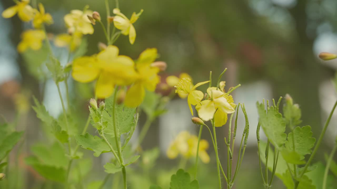 白屈菜在花园里盛开。关闭了。视频素材