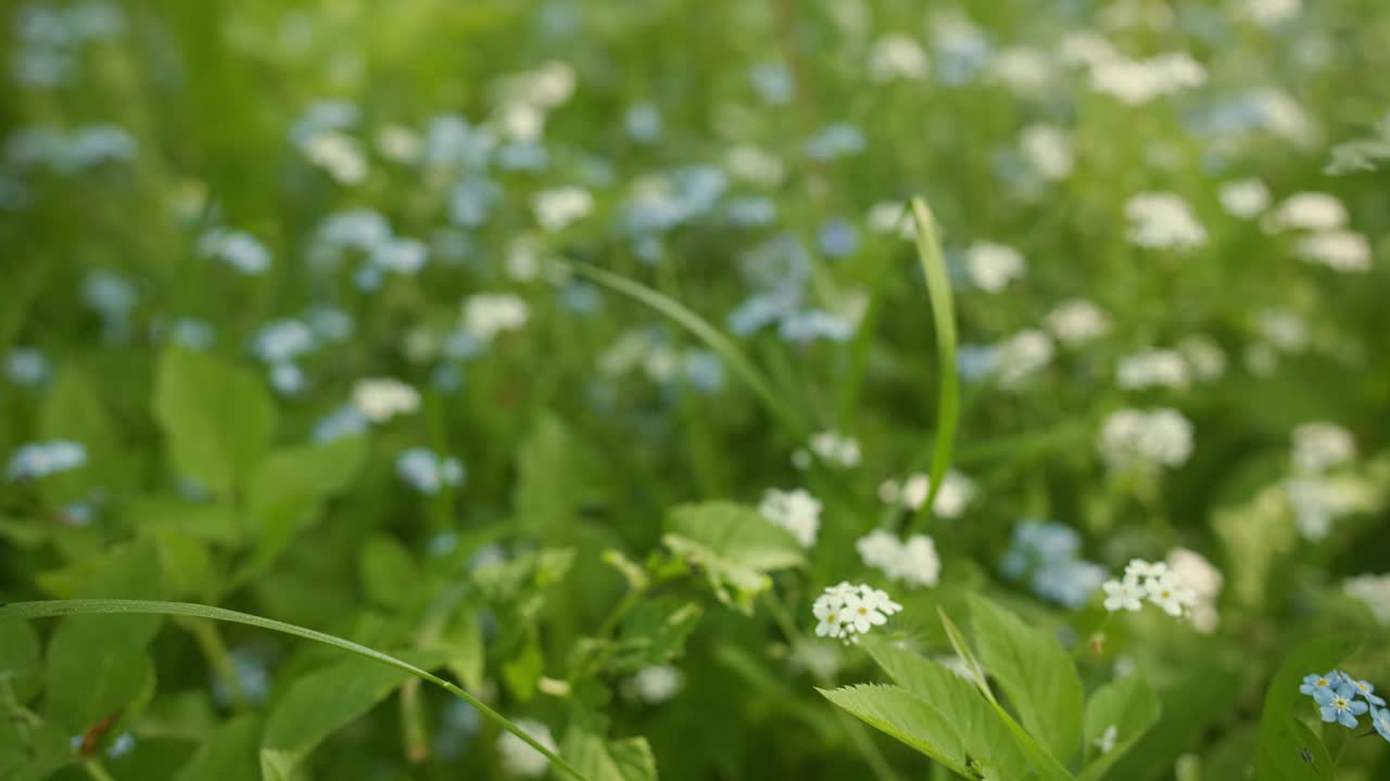 夏日草地上的勿忘我视频素材