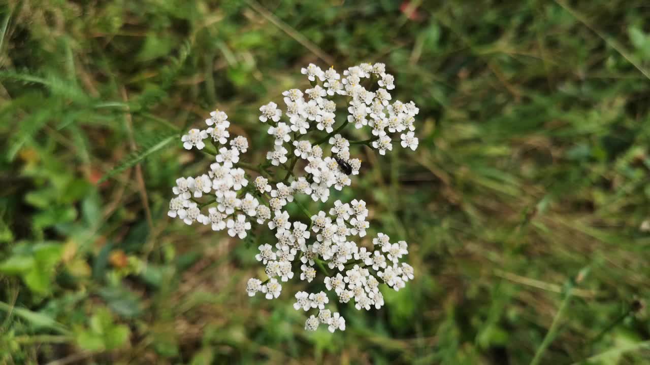 千叶阿喀琉斯在风中特写视频素材