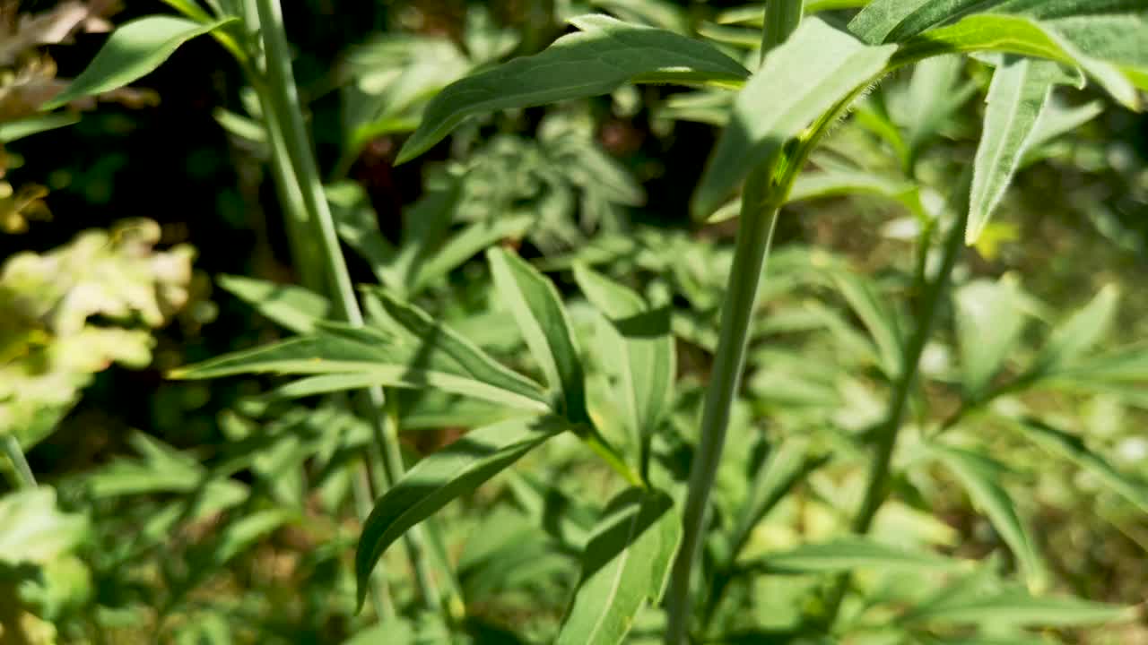 山中夏季森林里的树莓视频素材