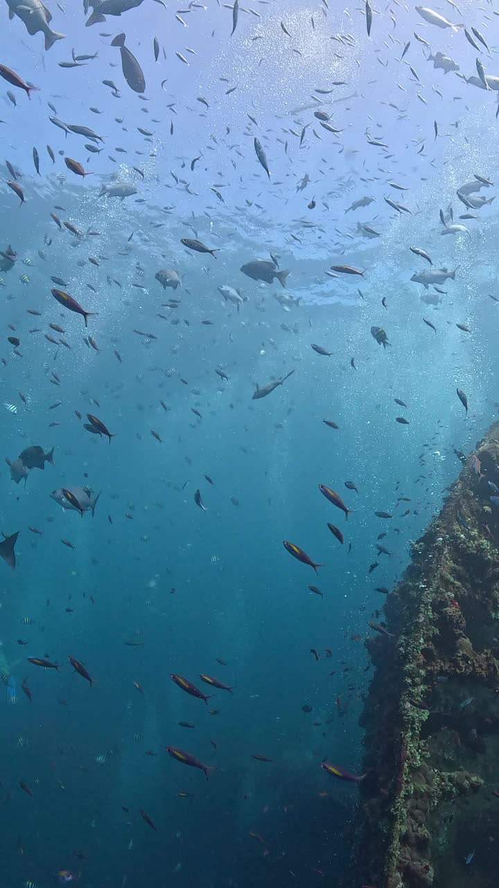 自由海难视频素材