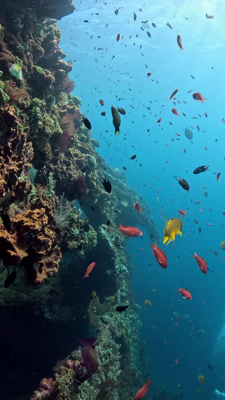 自由海难视频素材