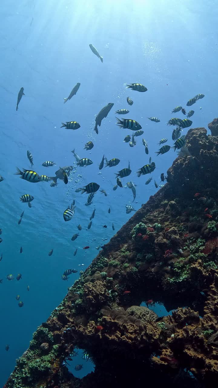 自由海难视频素材