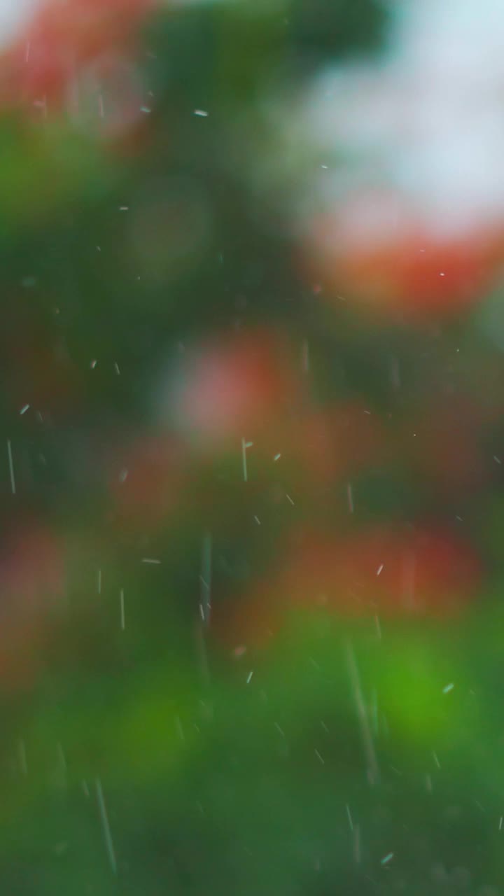 雨落的特写镜头和绿色的树作为背景。雨落在花园里。大雨在自然背景。季风的概念。降雨的垂直视频。视频素材