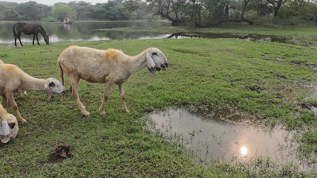 一群羊安静地吃草视频下载