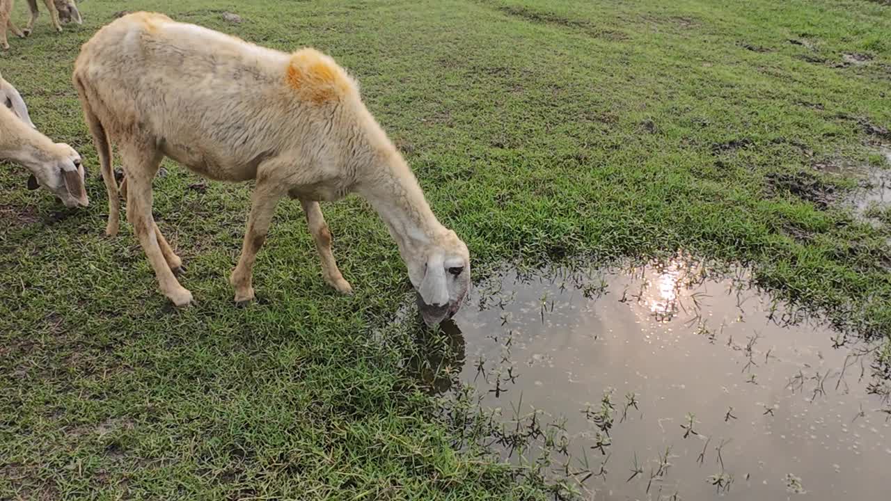 羊从水坑里喝水视频下载