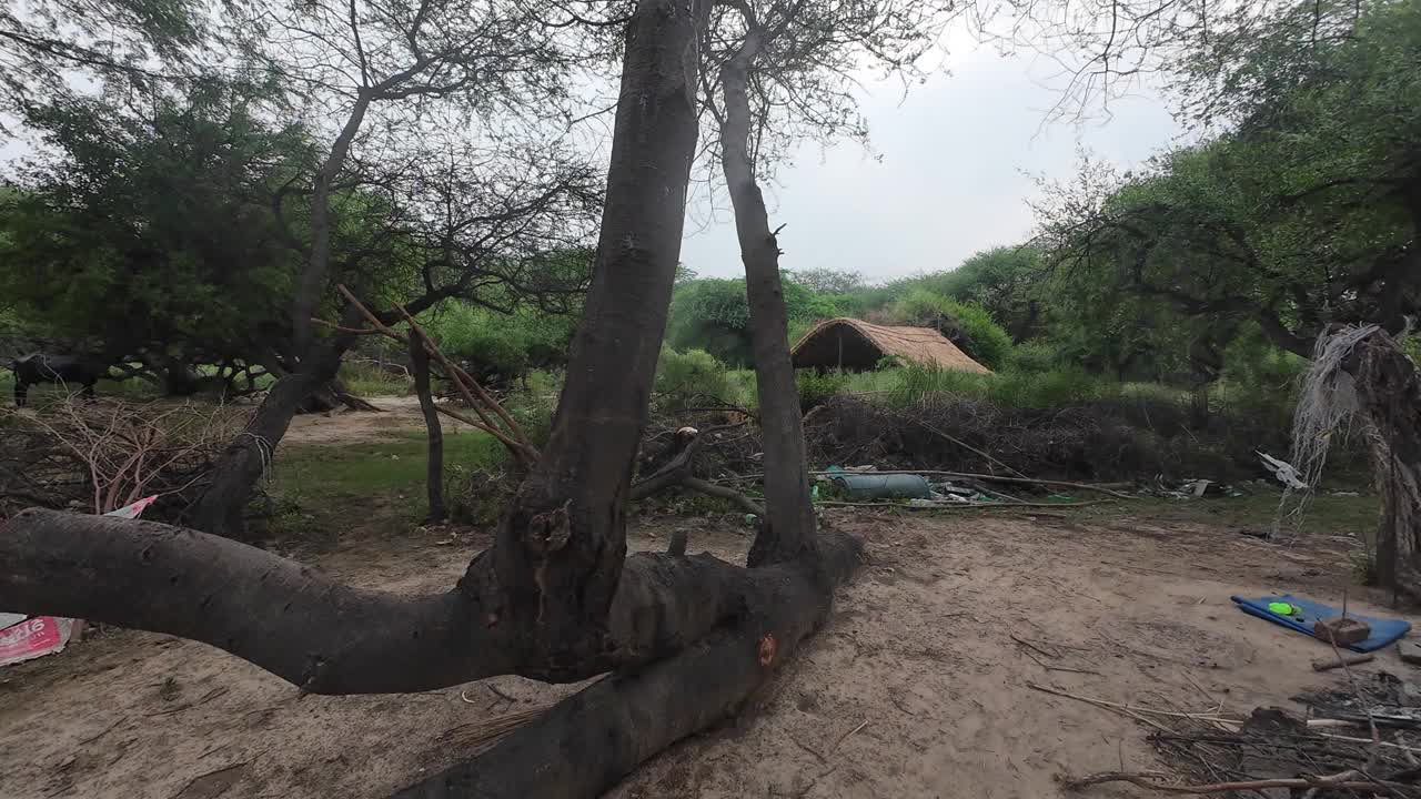 一个质朴的小屋坐落在宁静的乡村景观中，展示了自然之美和宁静视频下载