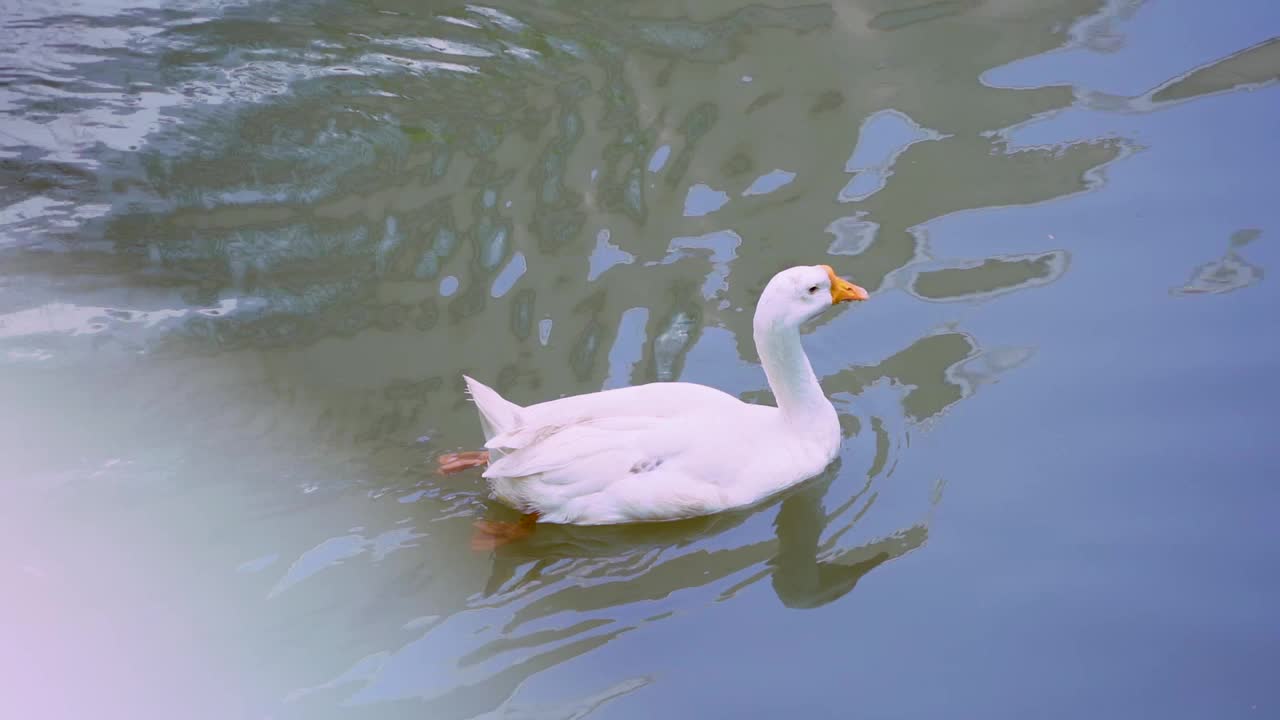 鸭子在水面上游泳视频素材