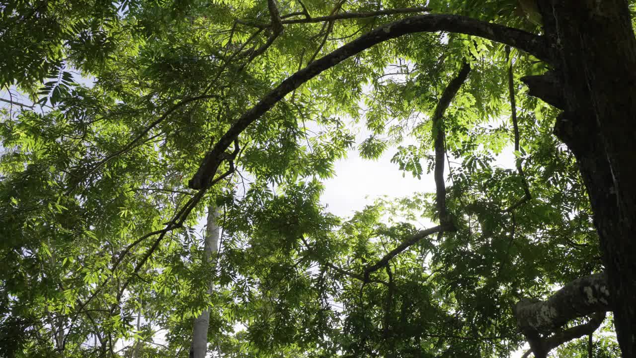 绿色的树叶与阳光的夏天。视频素材