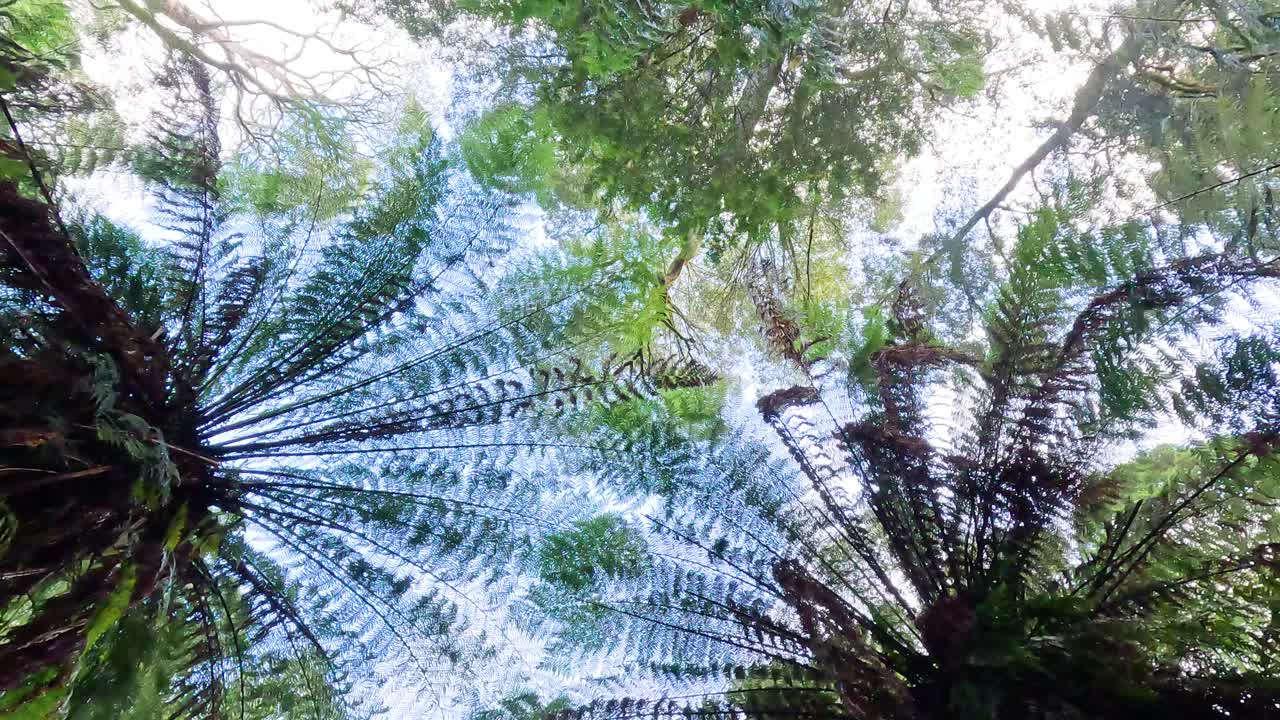 墨尔本的雨林冠层视频素材