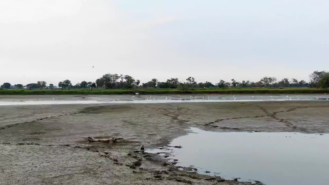 在阳光明媚的日子里，一群鸟在一个大的干鱼塘里观看视频素材