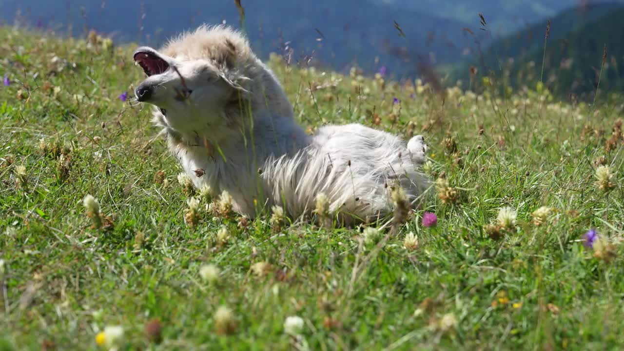 可爱的狗在山上玩视频，Giresun Turkiye(土耳其)视频下载