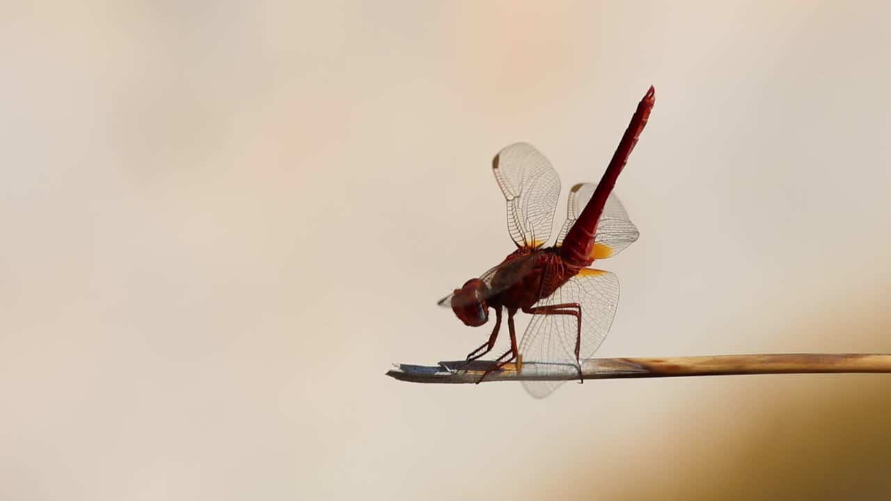 红色蜻蜓(Crocothemis erythraea)的剪影，阳光从背后照射在玛丽奥拉喷泉视频素材