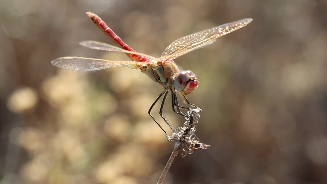 雄蜻蜓Sympetrum fonscolombii栖息在一根小树枝上，看着镜头与风搏斗视频素材