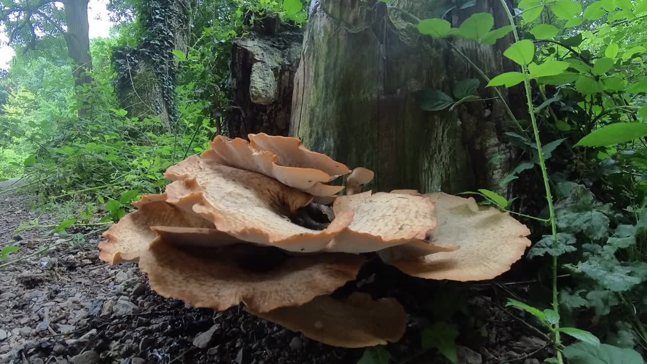 木耳，圆木上的蘑菇视频下载