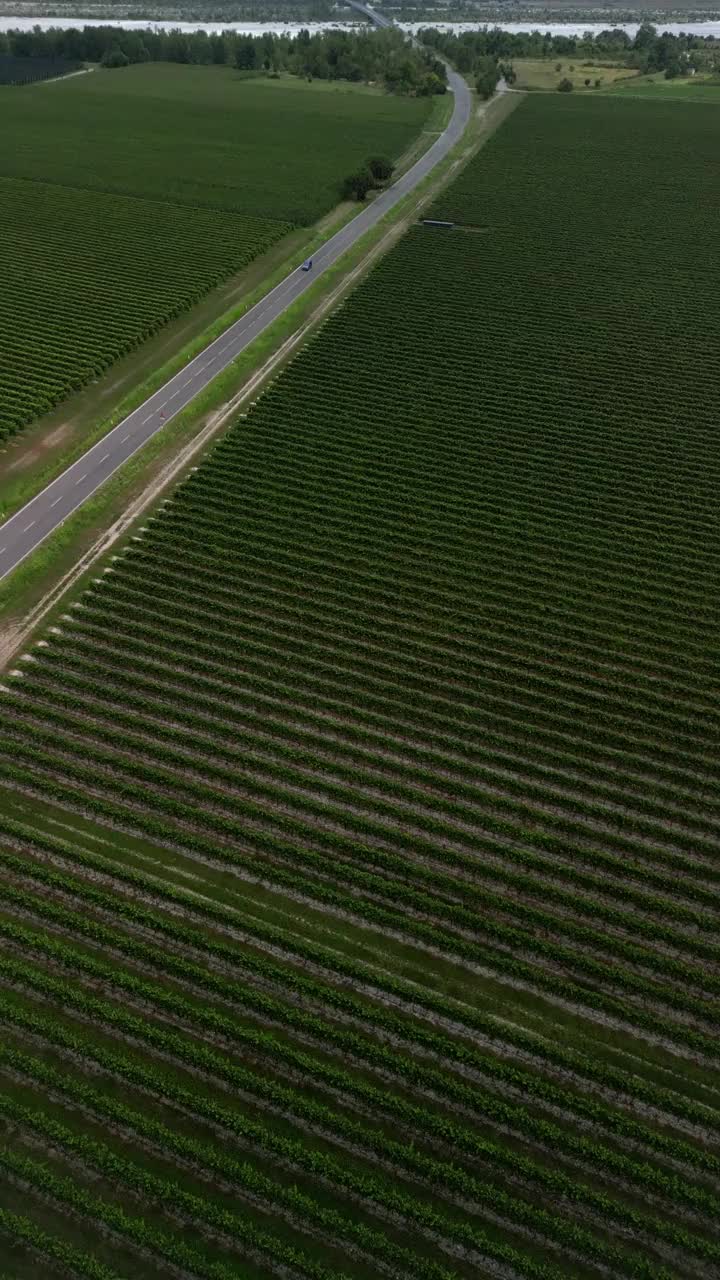 意大利葡萄园之间的道路。垂直视频下载