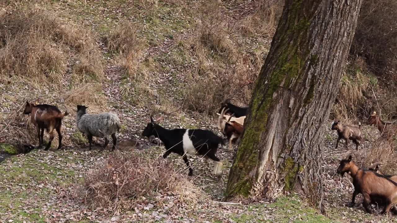 一群羊在有河流的山野上觅食奔跑视频下载