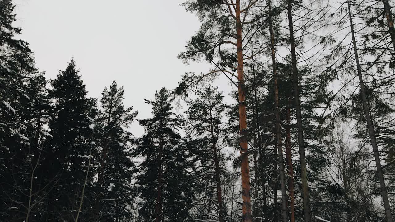 森林边缘高大的冷杉和松树映衬着冬天灰色的天空视频素材