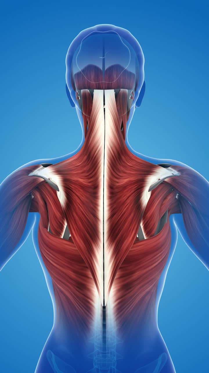 斜方肌的疼痛和损伤视频素材