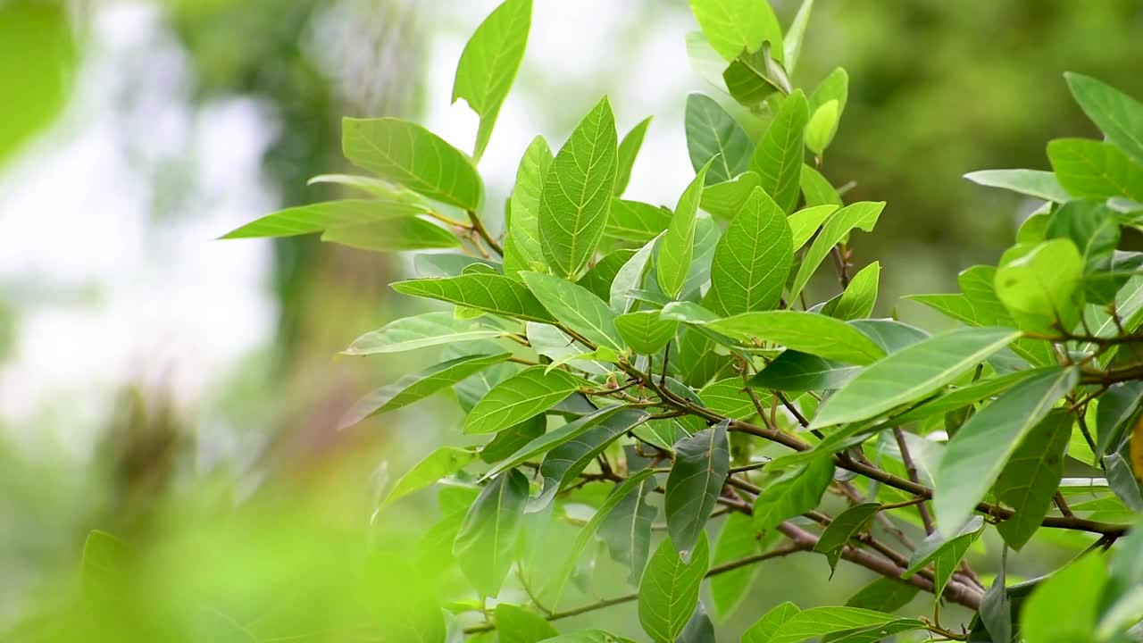 总状榕(簇榕、红河榕、规整榕、叶榕、叶榕、叶榕)。无花果树叶视频下载