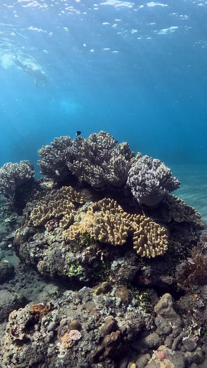 巴厘岛珊瑚礁的海洋生物视频下载