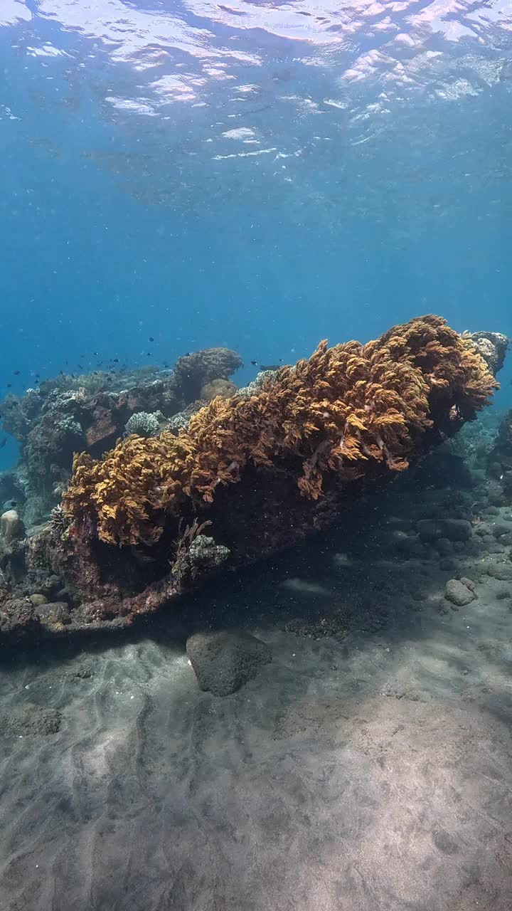 巴厘岛珊瑚礁的海洋生物视频下载