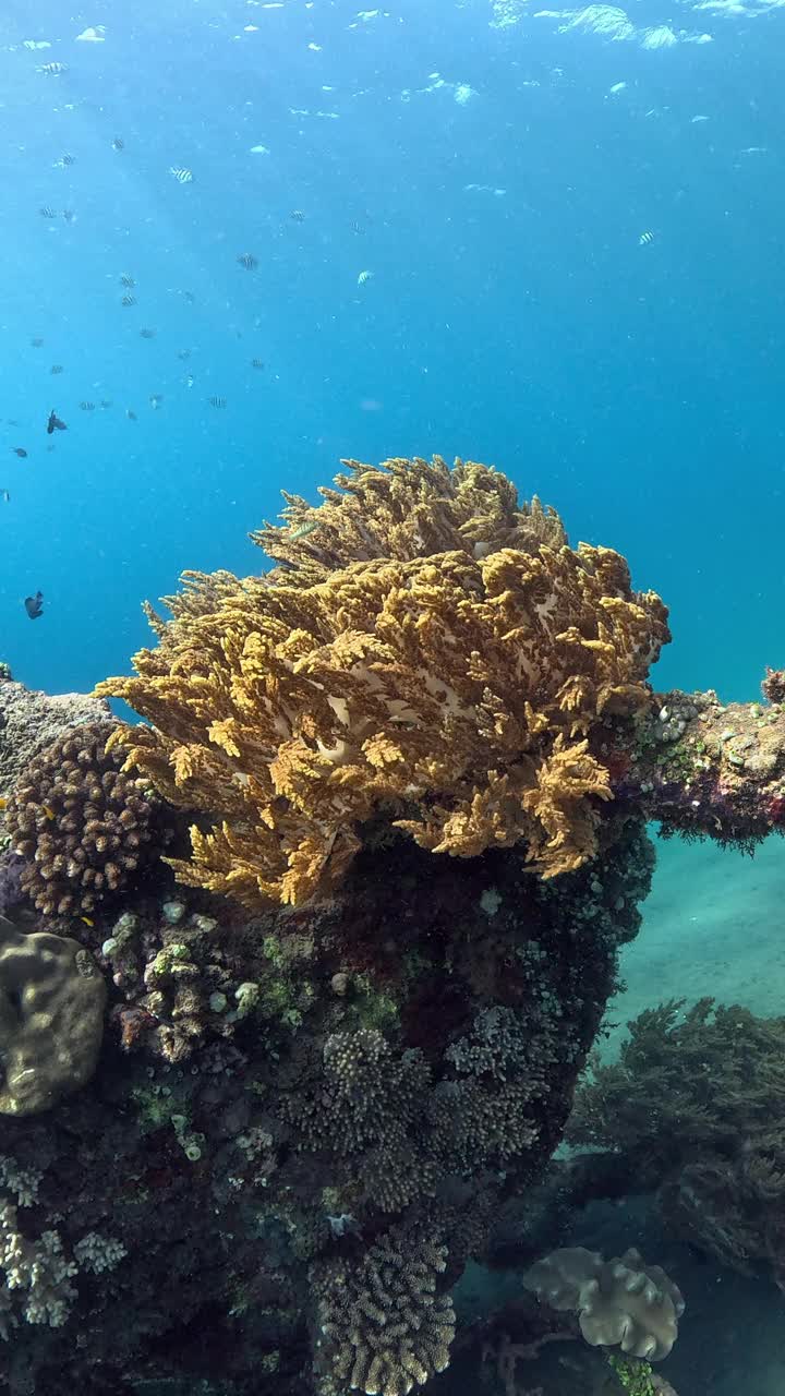 巴厘岛珊瑚礁的海洋生物视频下载